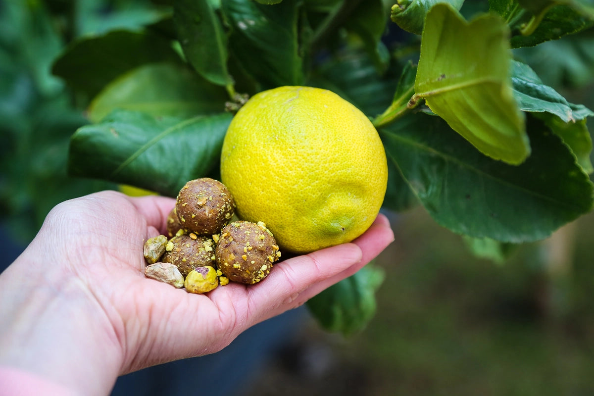 Lemon & Pistachio Protein Balls