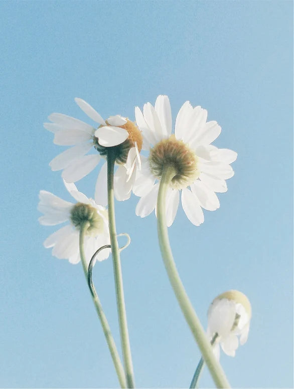 The Sensitive Skin Oil-to-Milk Cleanser